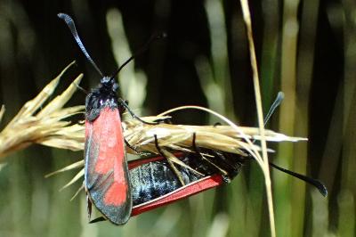 Zygaena erythrus