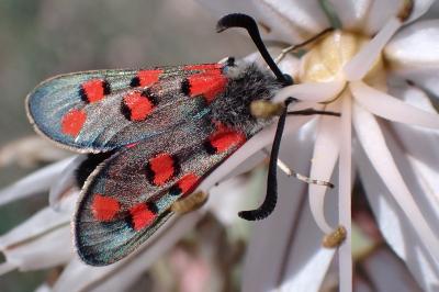 Zygaena rhadamanthus