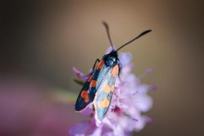 Zygaena transalpina