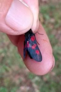 Zygaena trifolii