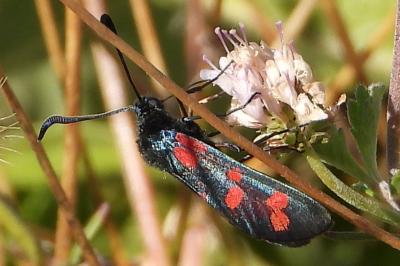 Zygaena transalpina hippocrepidis