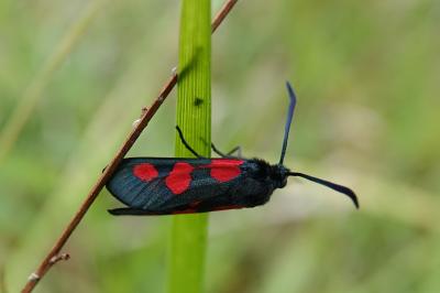Zygaena trifolii
