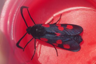 Zygaena trifolii