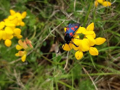 Zygaena trifolii