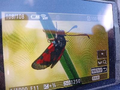 Zygaena trifolii