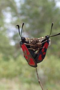 Zygaena loti
