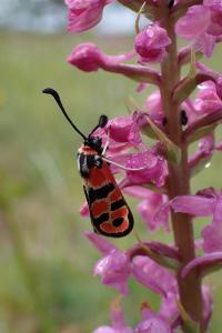 Zygaena fausta