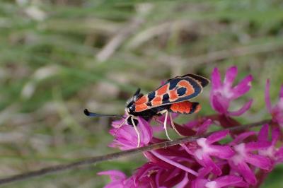 Zygaena fausta