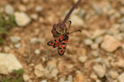 Zygaena fausta