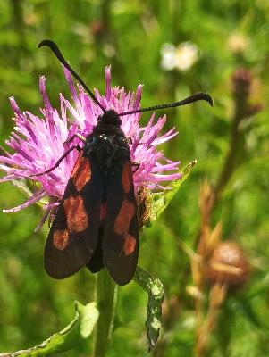 Zygaena filipendulae
