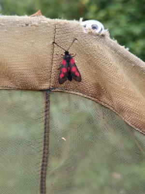Zygaena filipendulae