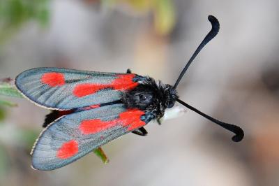 Zygaena sarpedon