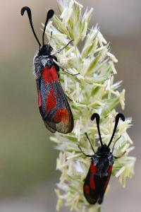 Zygaena sarpedon