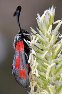 Zygaena sarpedon