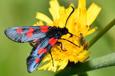 Zygaena trifolii