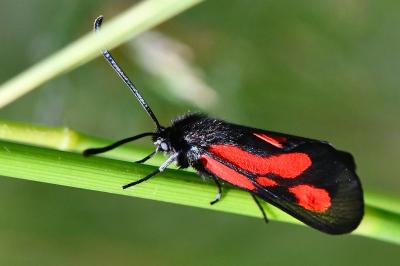 Zygaena trifolii