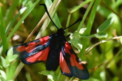 Zygaena trifolii