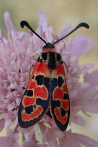 Zygaena fausta