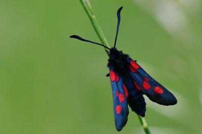 Zygaena trifolii