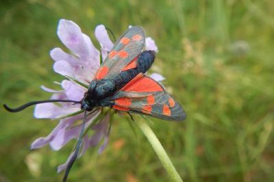 Zygaena filipendulae