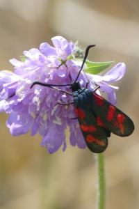 Zygaena filipendulae