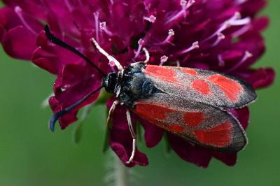 Zygaena loti