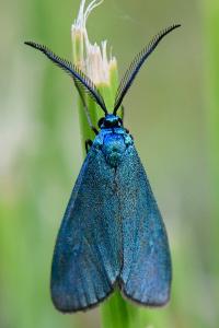 Jordanita globulariae