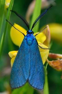 Jordanita globulariae