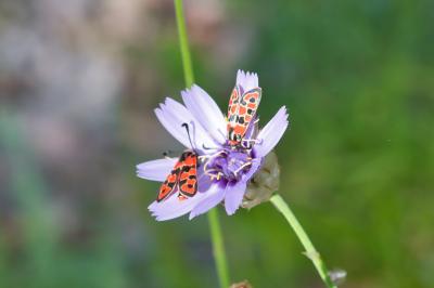 Zygaena fausta