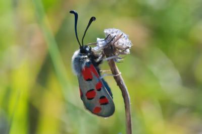 Zygaena rhadamanthus