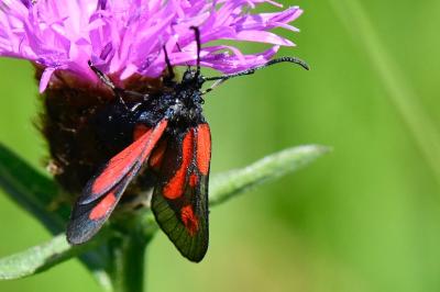 Zygaena loti