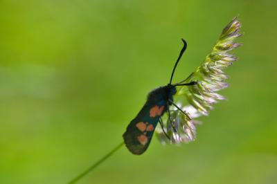 Zygaena trifolii