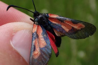 Zygaena trifolii