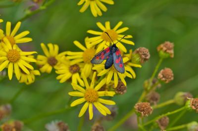 Zygaena trifolii