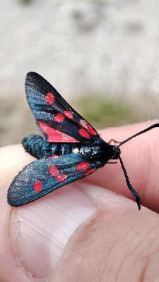 Zygaena filipendulae