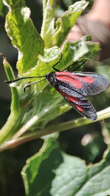 Zygaena nevadensis
