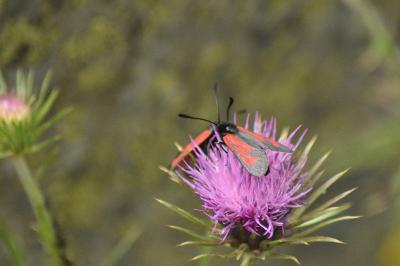Zygaena purpuralis