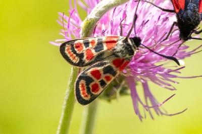 Zygaena carniolica