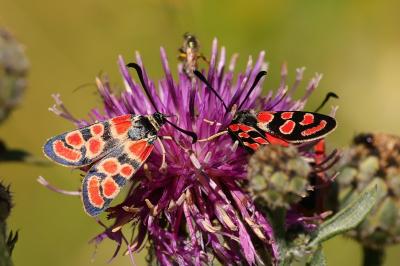 Zygaena carniolica