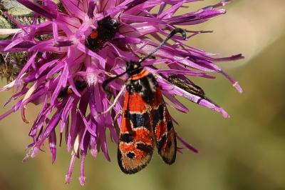 Zygaena fausta
