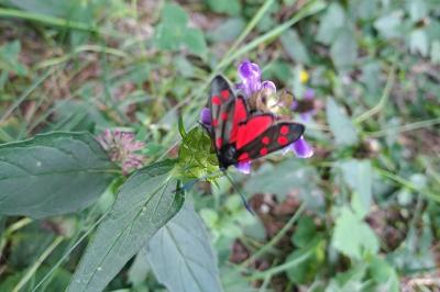Zygaena transalpina
