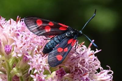 Zygaena lonicerae