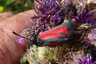 Zygaena purpuralis