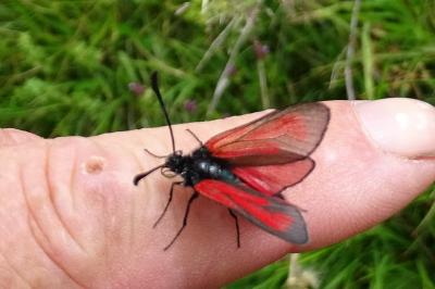 Zygaena purpuralis