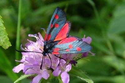 Zygaena lonicerae