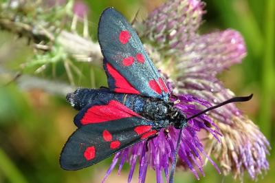 Zygaena lonicerae
