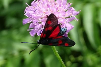 Zygaena trifolii