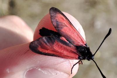 Zygaena erythrus