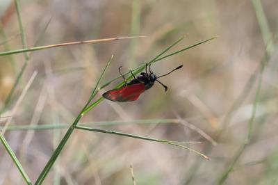 Zygaena erythrus