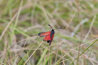 Zygaena erythrus